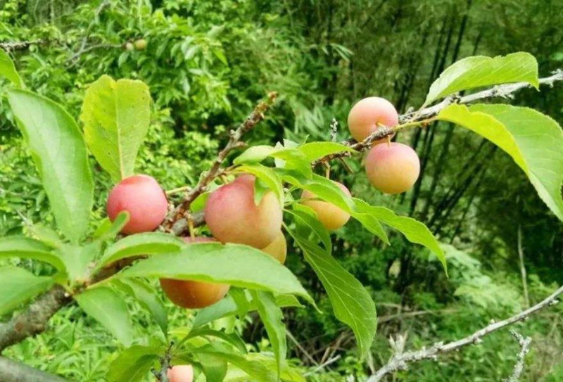 酸甜消暑又開(kāi)胃，周末到興寧徑南鎮(zhèn)嘗高山李果