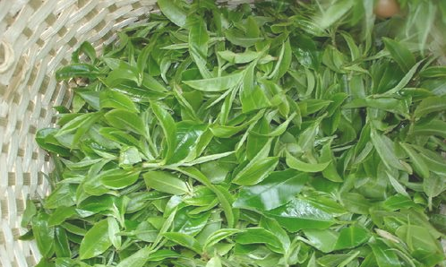 購買茶葉需要注意些什么？